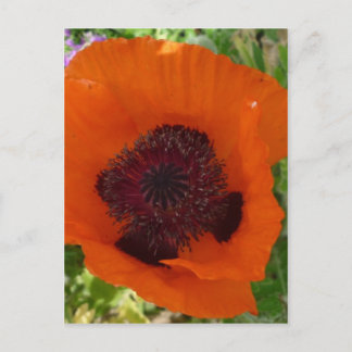 Carte Postale Red Poppy