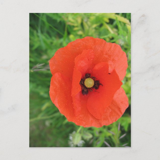 Carte Postale Red Poppy (Devant)