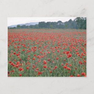 Carte Postale Red Poppy field, Kent, fleurs d'Angleterre