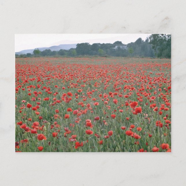 Carte Postale Red Poppy field, Kent, fleurs d'Angleterre (Devant)