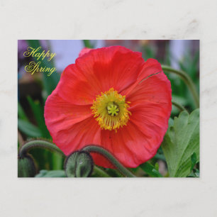 Carte Postale Red Poppy Happy Spring