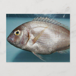 Carte Postale Red Porgy