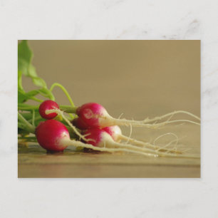 Carte postale Red Radis