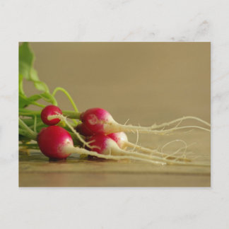 Carte postale Red Radis