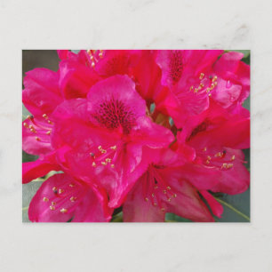 Carte postale Red Rhododendron