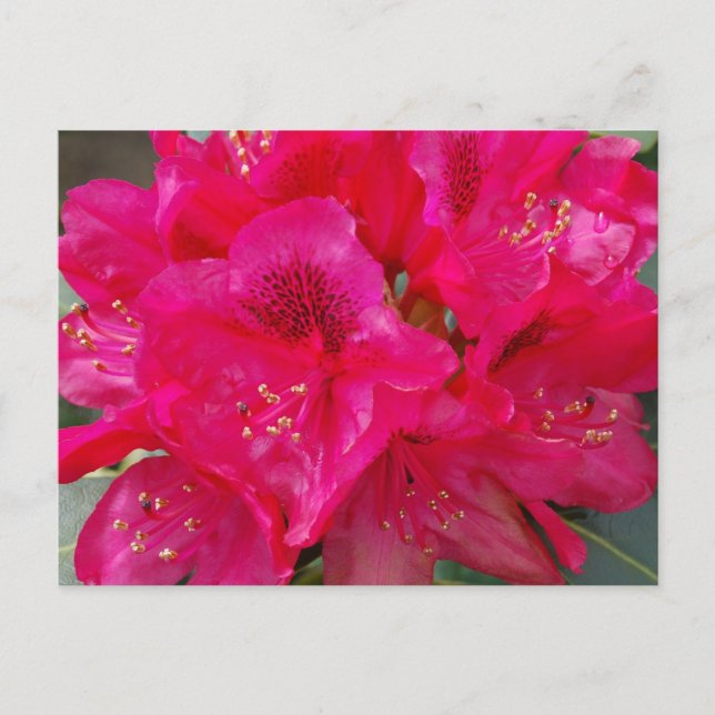 Carte postale Red Rhododendron (Devant)