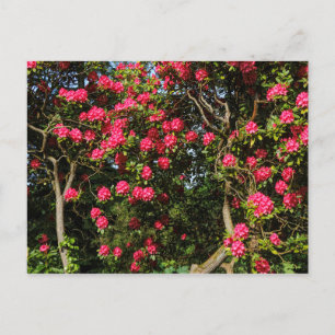 Carte Postale Red Rhododendrons Bute Park, Cardiff, Pays de Gall
