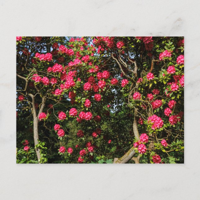 Carte Postale Red Rhododendrons Bute Park, Cardiff, Pays de Gall (Devant)