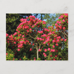 Carte Postale Red Rhododendrons Bute Park, Cardiff, Wales Postca