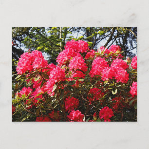 Carte Postale Red Rhododendrons Bute Park, Cardiff, Wales Postca
