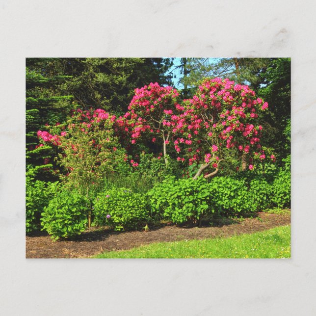 Carte Postale Red Rhododendrons Bute Park, Cardiff, Wales Postca (Devant)