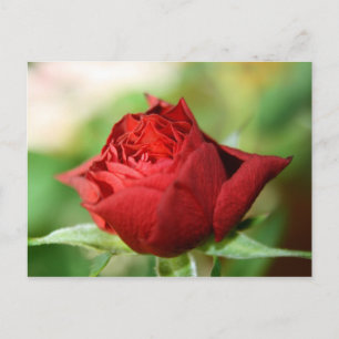 Carte postale Red Rose