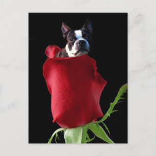 Carte postale Red Rose Boston Terrier