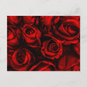 Carte postale Red Rose Elegance
