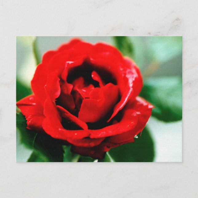 Carte Postale Red Rose Love Merci (Devant)