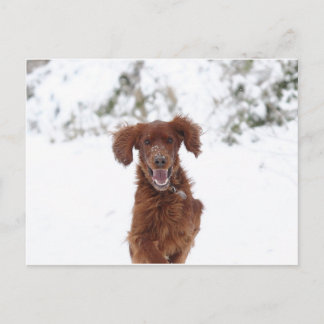 Carte Postale Red Setter