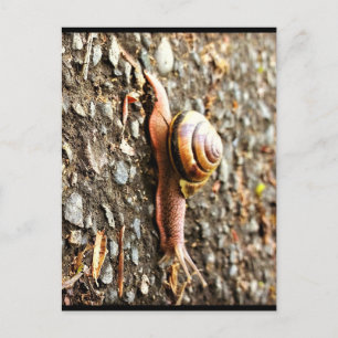Carte Postale Red Snail on the Ground