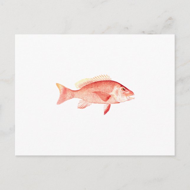 Carte Postale Red Snapper (Devant)