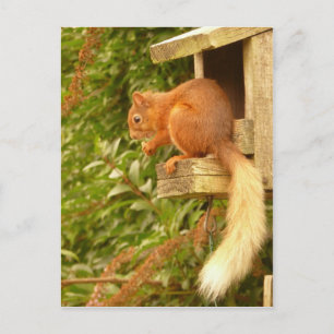 Carte postale Red Squirel