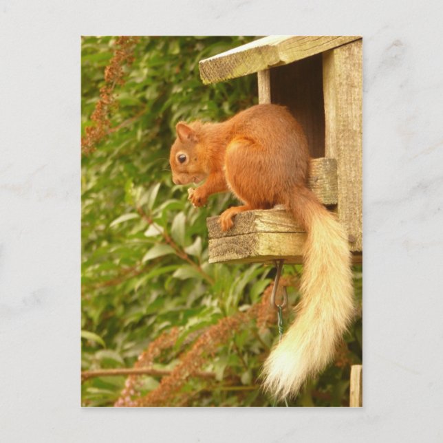 Carte postale Red Squirel (Devant)