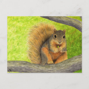 Carte postale Red Squirel