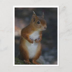 Carte postale Red Squirel