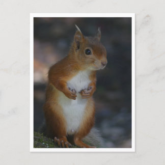 Carte postale Red Squirel