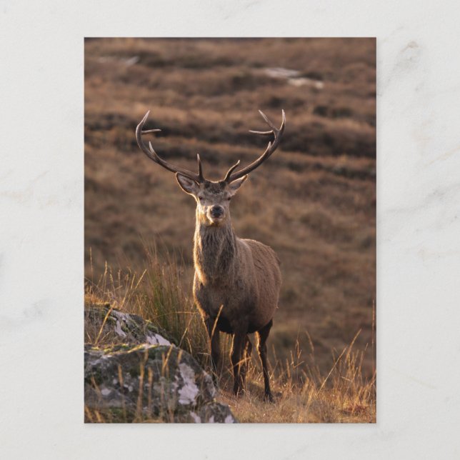 Carte postale Red Stag Solitaire (Devant)