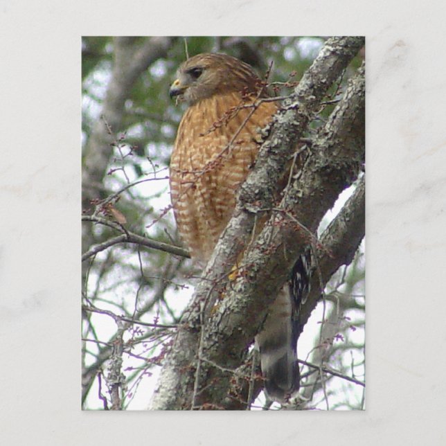 Carte postale Red Tail Hawk (Devant)
