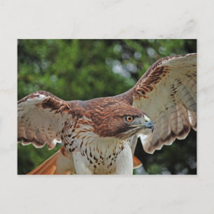 Carte postale Red Tail Hawk 2