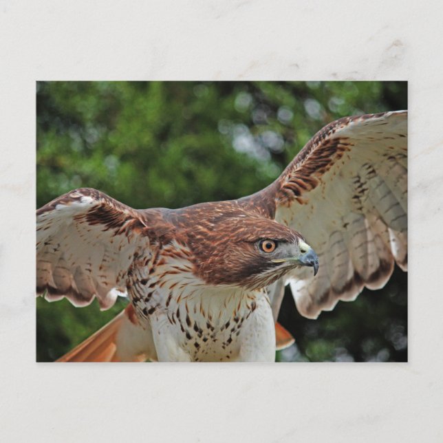 Carte postale Red Tail Hawk 2 (Devant)