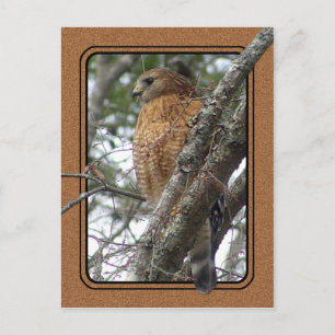 Carte postale Red Tail Hawk 2
