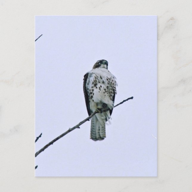 Carte postale Red Tail On Branch (Devant)