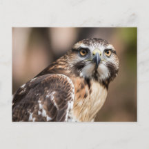 Red-tailed hawk looking with anger