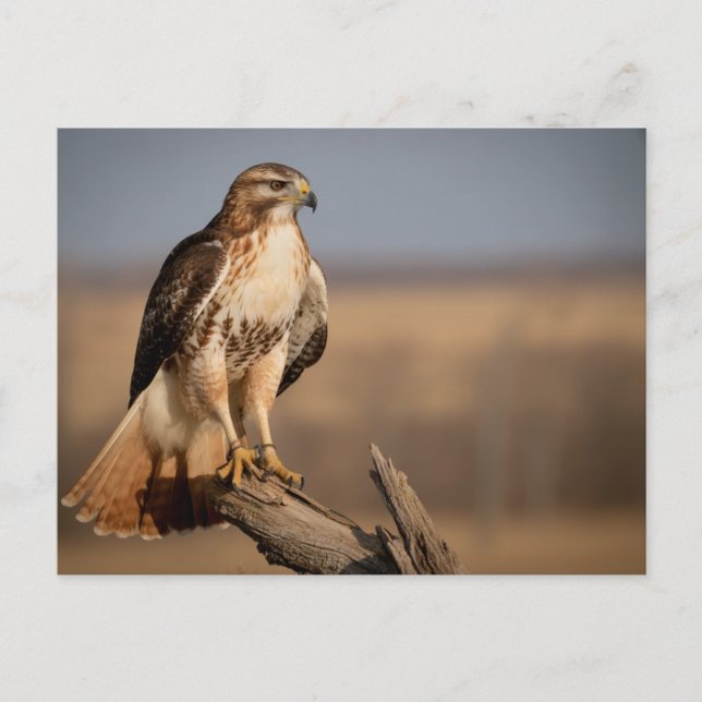 Carte Postale Red-tailed hawk Relaxing (Devant)
