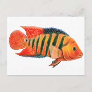 Carte postale Red Terror Cichlid