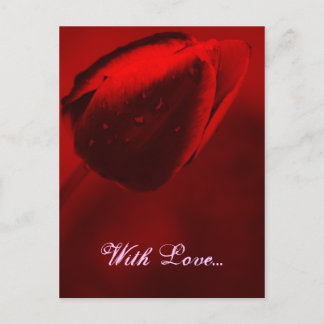 Carte postale Red Tulip