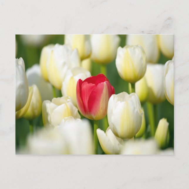 Carte Postale Red tulip in a field of white tulips (Devant)