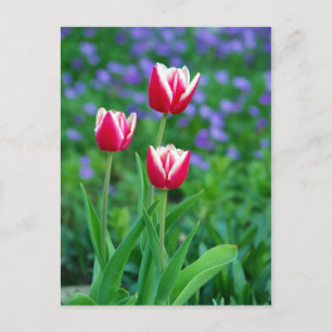 Carte postale Red Tulips