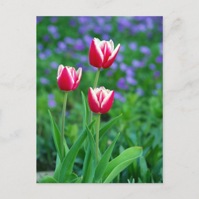 Carte postale Red Tulips (Devant)