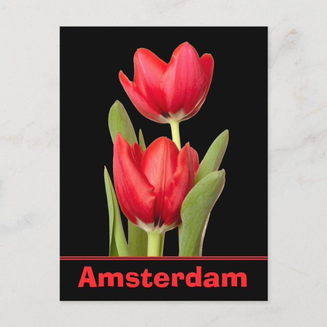 Carte Postale Red Tulips Amsterdam (Devant)