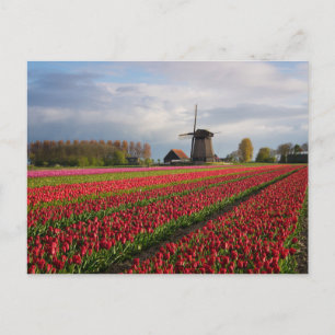 Carte Postale Red tulips and a windmill