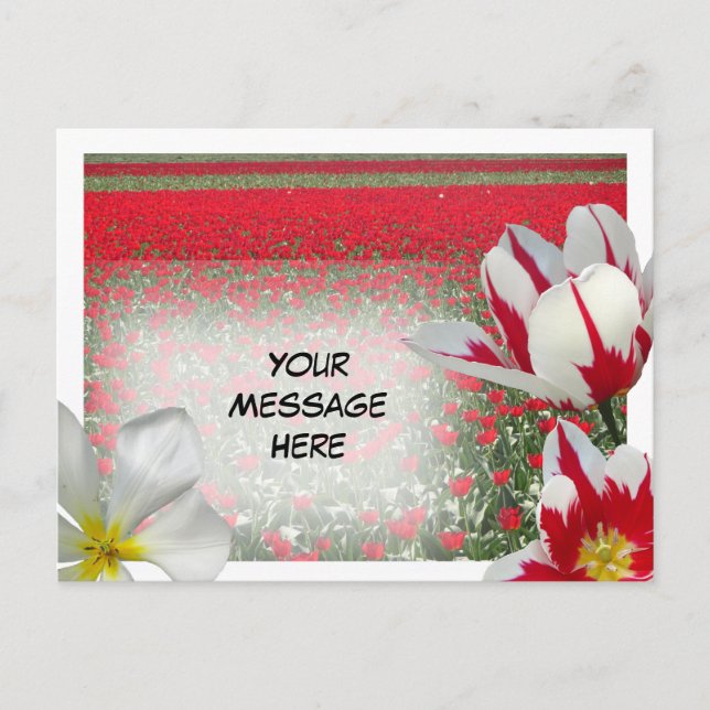 Carte Postale Red Tulips Field et Red White Tulips do-it-yoursel (Devant)
