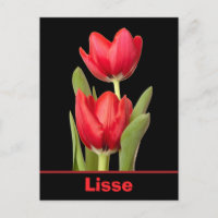 Red Tulips Lisse