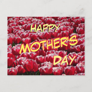 Carte postale Red White Tulips Motif Fête des mère