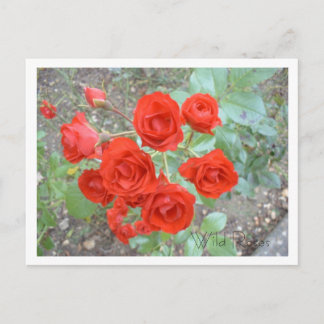 Carte Postale Red Wild Roses