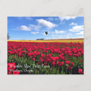 Carte Postale Red & Yellow Tulip Field with Hot Air Balloon