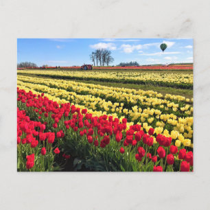 Carte Postale Red & Yellow Tulip Field with Hot Air Balloon