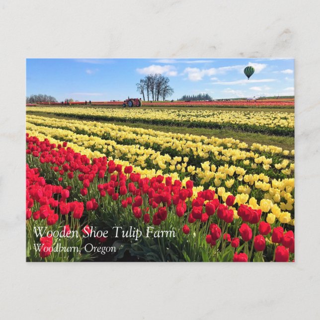 Carte Postale Red & Yellow Tulip Field with Hot Air Balloon (Devant)