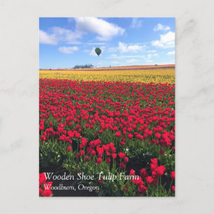 Carte Postale Red & Yellow Tulip Field with Hot Air Balloon